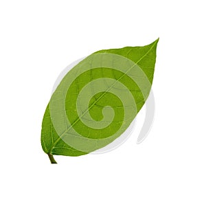 Beautiful green leaf isolate on white background