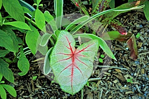 Beautiful green leaf with red pattern in Naples Florida
