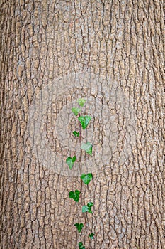 Beautiful Green leaf running on the tree