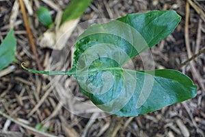 Beautiful green leaf shape of Alocasia Stingray, a tropical plant photo