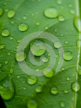 Beautiful green leaf texture with drops of water