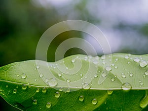 Beautiful green leaf texture with drops of water