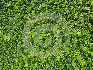 Beautiful Green leaf wall