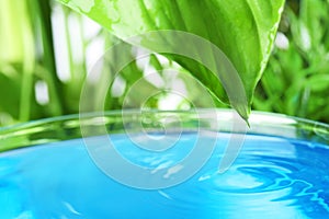Beautiful green leaf with water drop on blurred background