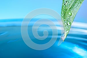 Beautiful green leaf with water drops on blue background, closeup.