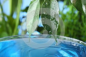 Beautiful green leaf with water drops on blurred background, closeup.