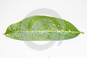 Beautiful green leaf with water drops.