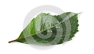 Beautiful green leaf with water drops