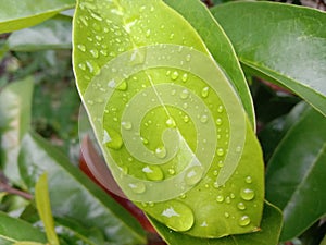 Beautiful green leafe