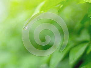 Beautiful green leafs and waterdrop background and abstract texture for wallpaper and peaceful