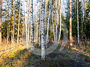 Beautiful green leafy and coniferous forest