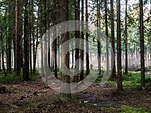 Beautiful green leafy and coniferous forest