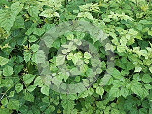 Beautiful green leaves background