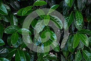 Beautiful green leaves background