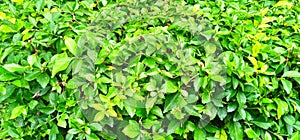 Beautiful green leaves background of Acalypha siamensis in the garden.