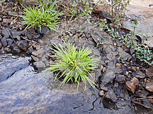 Beautiful green leaves, beautiful green grass plant