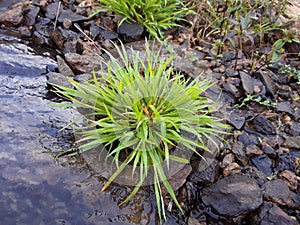 Beautiful green leaves, beautiful green grass plant