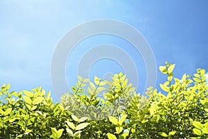 Beautiful green leaves with blue sky for background