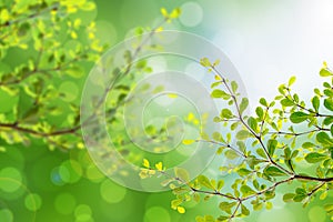 Beautiful green leaves and bright sun and bokeh