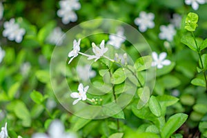 Beautiful green leaves bush and petite starry pure white petals of Snowflake fragrant flower blooming under sunlight