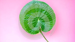 Beautiful green leaves, on a charming pink background