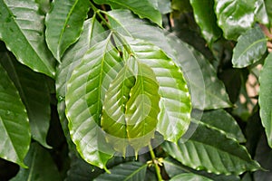 Beautiful green leaves of a coffee tree coffea arabica