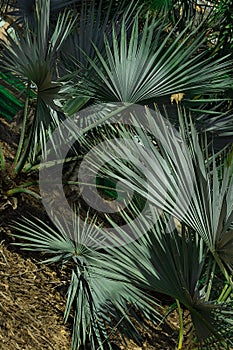 Beautiful green leaves of a fan palm . Leaf background. Vertical orientation.