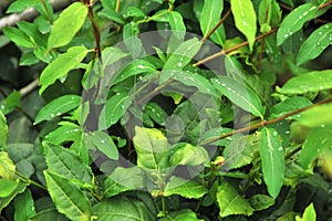 These beautiful green leaves are filled with crystal clear raindrops.