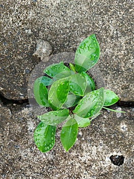 beautiful green leaves growing in the crack of the cracked floor