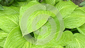 Beautiful green leaves of hosta with rain drops.