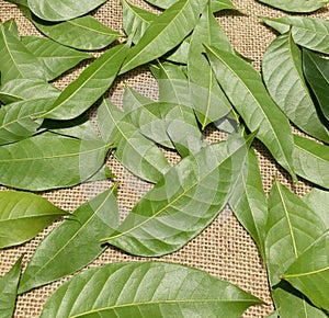 Beautiful green leaves on the jute  fabric background.