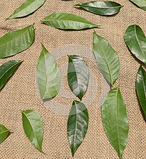 Beautiful green leaves on the jute  fabric background.