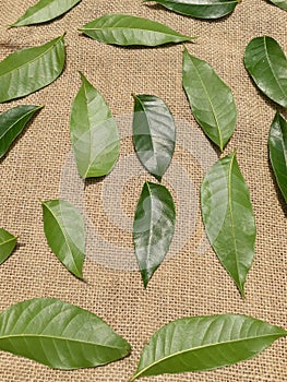 Beautiful green leaves on the jute  fabric background.