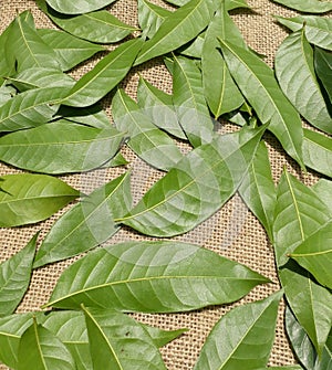 Beautiful green leaves on the jute  fabric background.