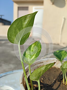 Beautiful Green leaves of  Money plant , Scientific name: Epipremnum aureum, photo click in morning
