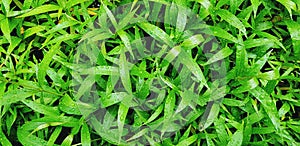 Beautiful green leaves pattern with raindrop after raining day for background