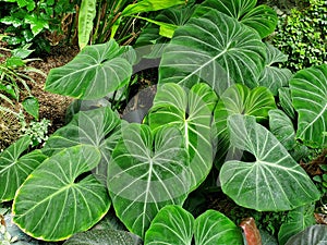 Beautiful green leaves of Philodendron Gloriosum, a popular tropical plant