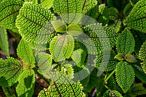 Beautiful green leaves of Pilea involucrata, close-up