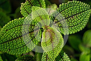 Beautiful green leaves of Pilea involucrata, close-up