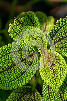 Beautiful green leaves of Pilea involucrata, close-up