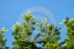 Beautiful green leaves of plants named \