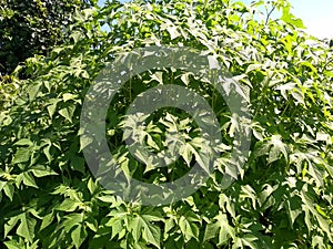 Green leaves in the sunlight. photo