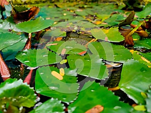 Beautiful green leaves on the surface of lake water with rain drops on it. Selective focus