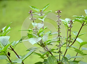 beautiful green leaves of a sweet basil plant in the garden