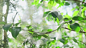 Beautiful green leaves of a tree. Beautiful roundish bokeh summer morning in the forest. Sun rays break through the