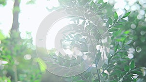 Beautiful green leaves of a tree. Beautiful roundish bokeh summer morning in the forest. Sun rays break through the