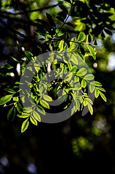 Beautiful green leaves on tree lit by sunset