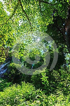 Beautiful green leaves of trees forest with sunlight