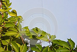 Beautiful green leaves of virginia creeper, victoria creeper, five-leaved ivy, five-finger flower on sunlight and on a white backg