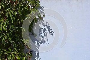 Beautiful green leaves of virginia creeper, victoria creeper, five-leaved ivy, five-finger flower on sunlight and on a white backg